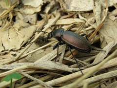 Carabus regalis