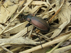 Carabus regalis