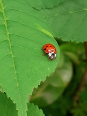 Harmonia axyridis