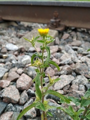 Pentanema britannica