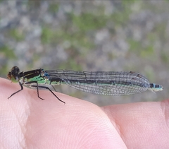 Erythromma najas