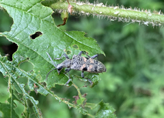 Rhagium mordax