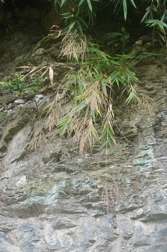 Thysanolaena latifolia