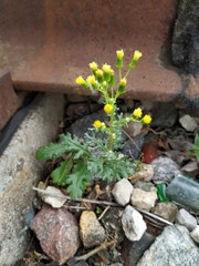 Senecio vulgaris
