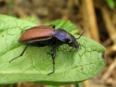 Carabus schoenherri