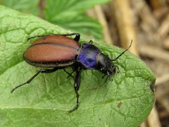 Carabus schoenherri
