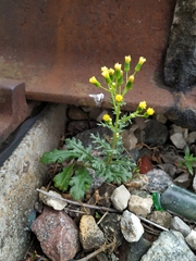 Senecio vulgaris
