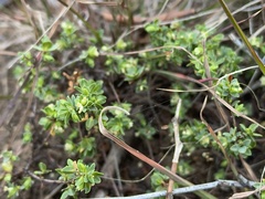 Pimelea spinescens spinescens