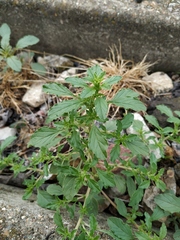 Amaranthus albus