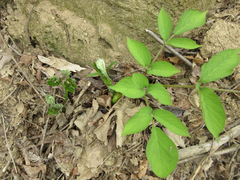 Aralia continentalis