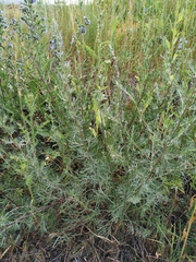 Artemisia campestris