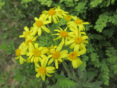 Tephroseris kirilowii