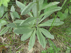 Tephroseris kirilowii