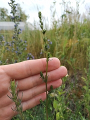 Artemisia campestris