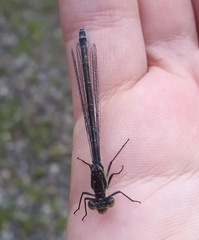 Erythromma najas