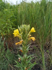 Oenothera pycnocarpa