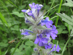 Ajuga multiflora