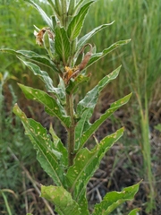 Oenothera pycnocarpa
