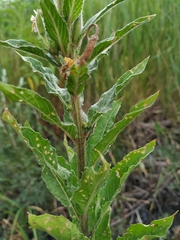 Oenothera pycnocarpa
