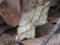 Endropiodes indictinaria