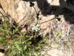 Horkelia clevelandii