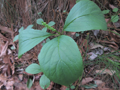 Chloranthus fortunei