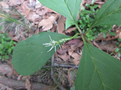 Chloranthus fortunei