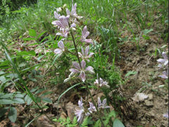 Dictamnus dasycarpus