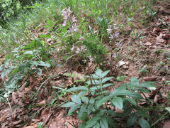 Dictamnus dasycarpus