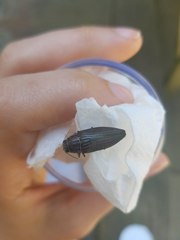 Buprestis striata