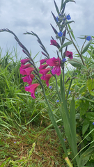 Gladiolus communis byzantinus