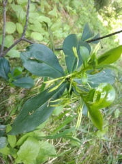 Daphne pontica