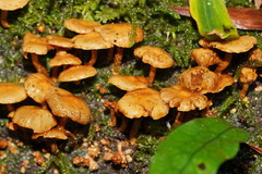 Pholiota squarrosipes