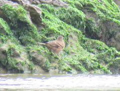 Cinclodes taczanowskii