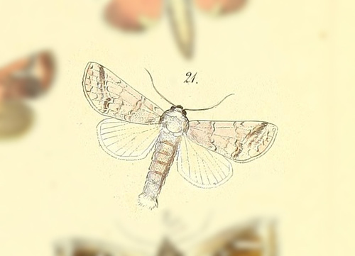 Sericochroa politia · iNaturalist