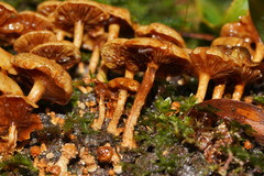 Pholiota squarrosipes