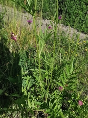 Centaurea scabiosa