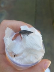 Buprestis striata