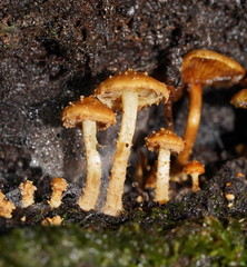 Pholiota squarrosipes