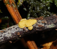 Trichoderma victoriense