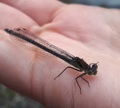 Erythromma najas