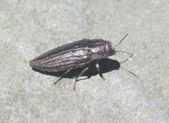 Buprestis striata
