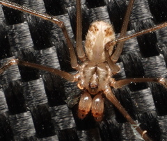 Araneae