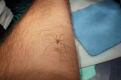 Araneae