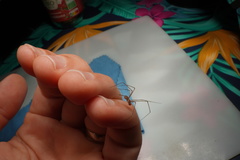 Araneae