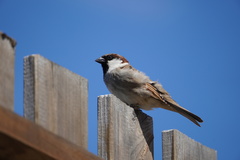 Passer domesticus