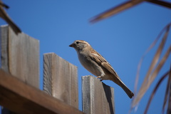 Passer domesticus