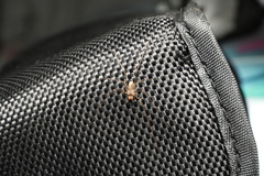Araneae