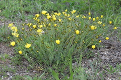 Linum pallasianum