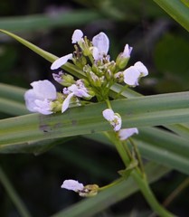 Cardamine macrophylla
